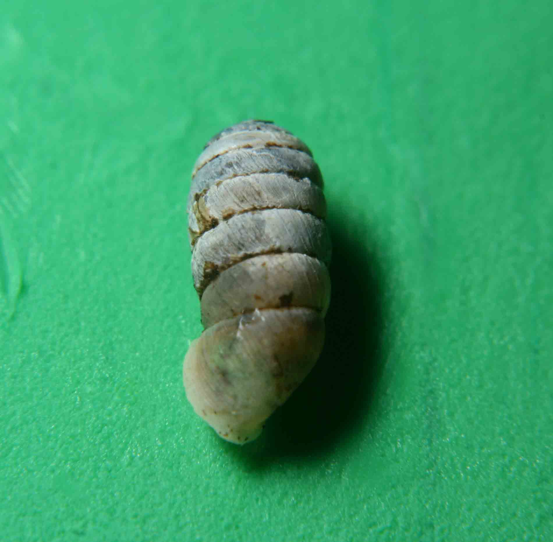 Sphyradium doliolum (Bruguire, 1792) Campo Imperatore (AQ)